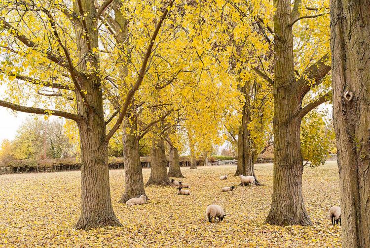 Sheep and Trees in Field